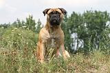 BULLMASTIFF 253